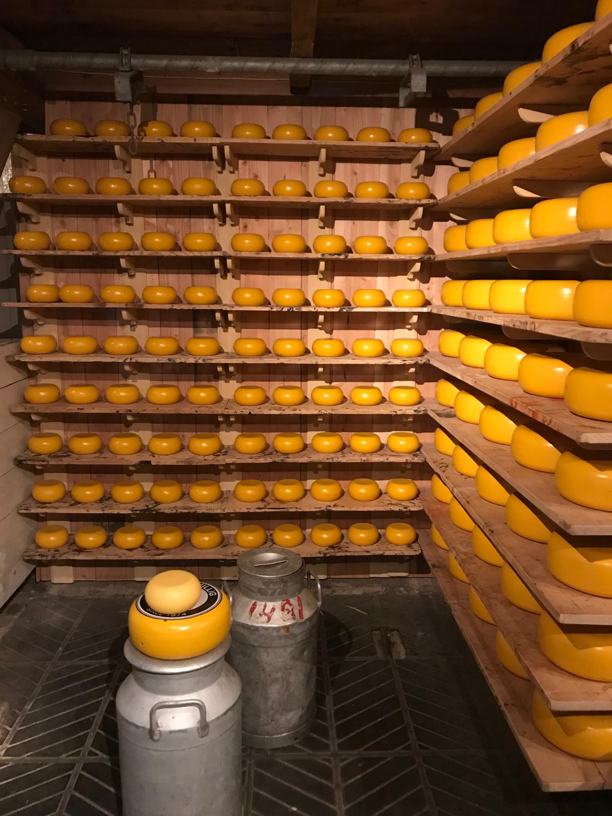 Shelves of ripening Gouda cheese wheels in a Dutch cheese farm cellar