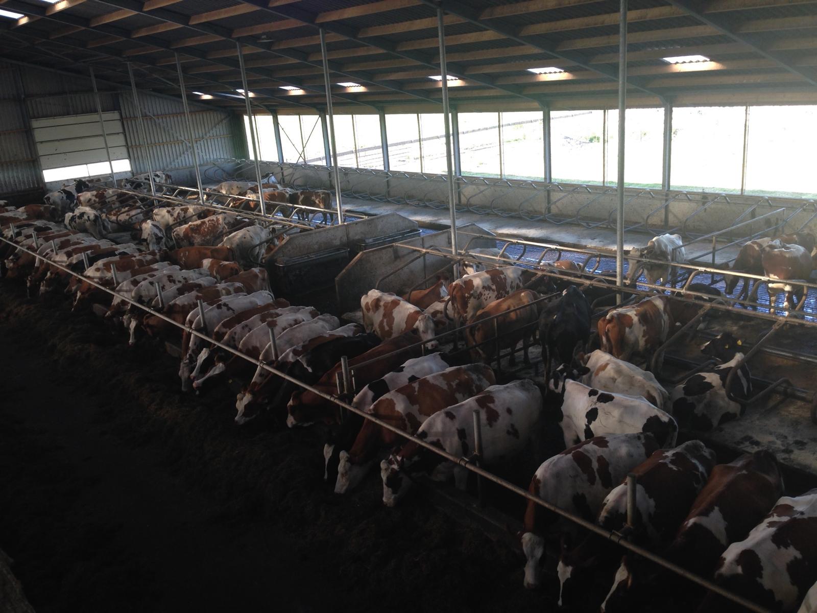 Dutch dairy cows feeding inside a modern open farm barn