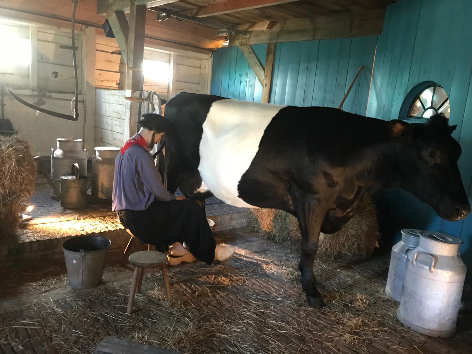 Costumed farmer hand-milking a Dutch cow in a traditional barn