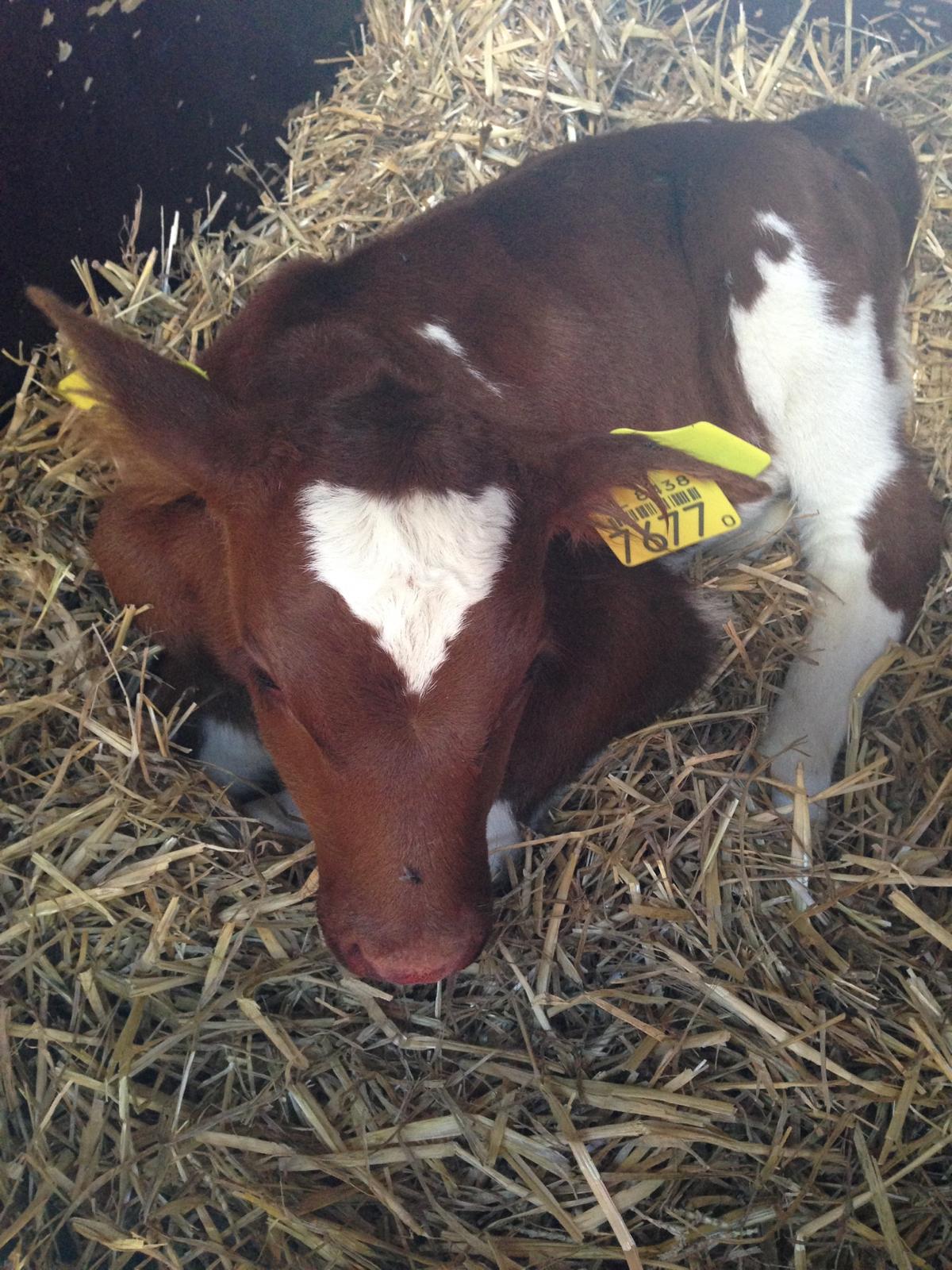 Young red-and-white Dutch calf resting on fresh straw