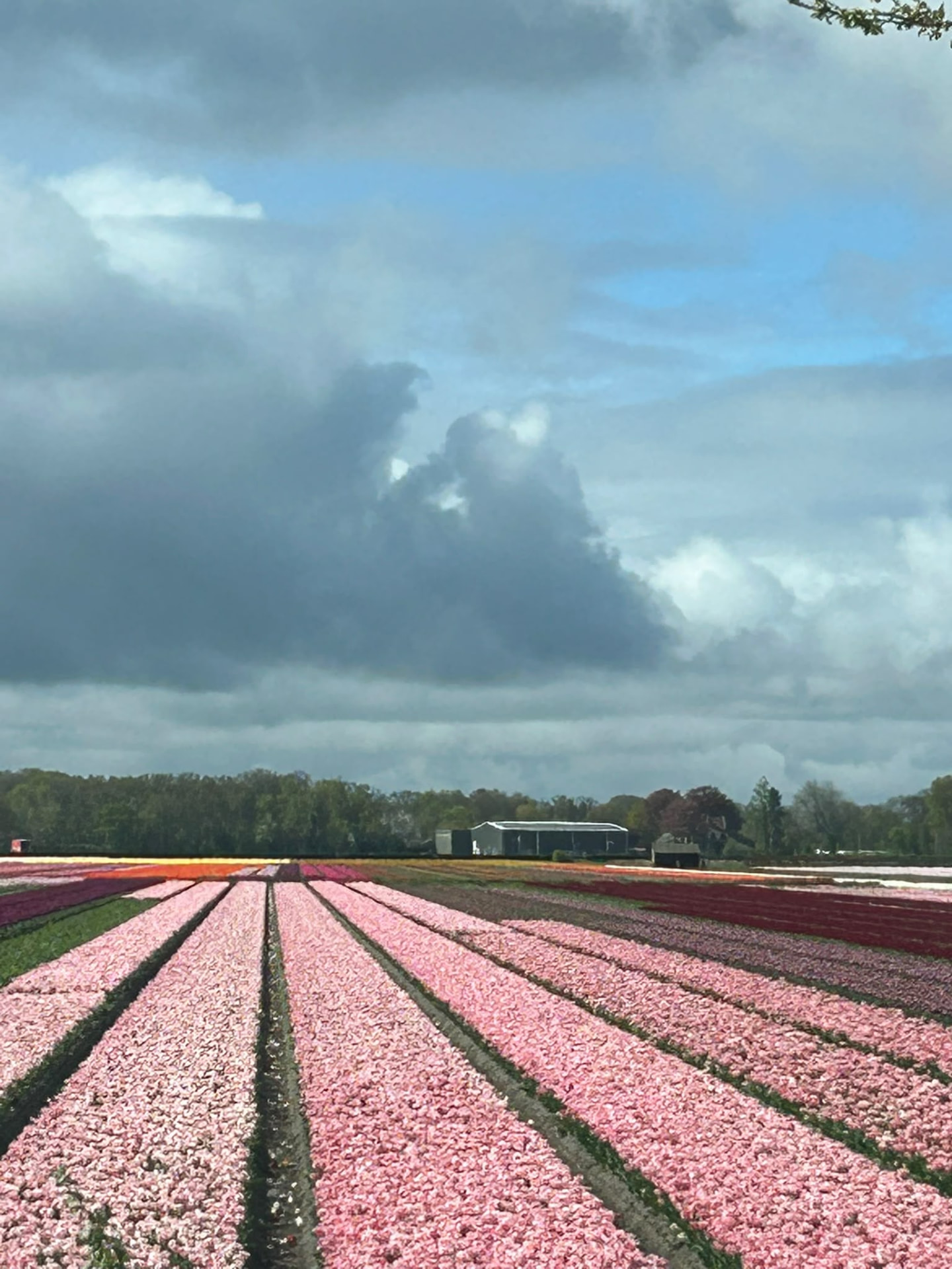 Field of pink hyacinths in long diagonal rows under a cloudy Dutch sky