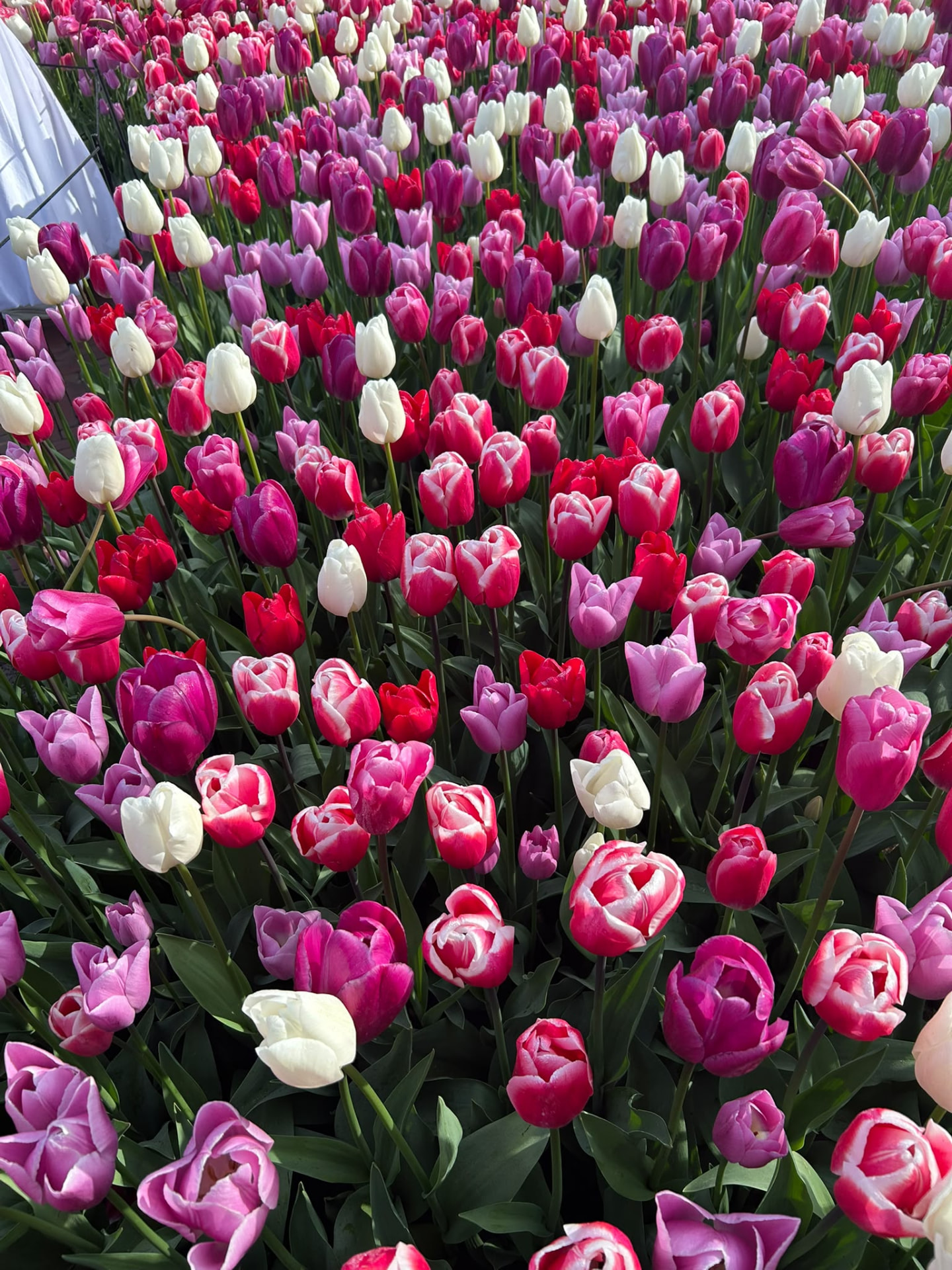 Dense close-up of mixed tulips in white, magenta and pink at Keukenhof