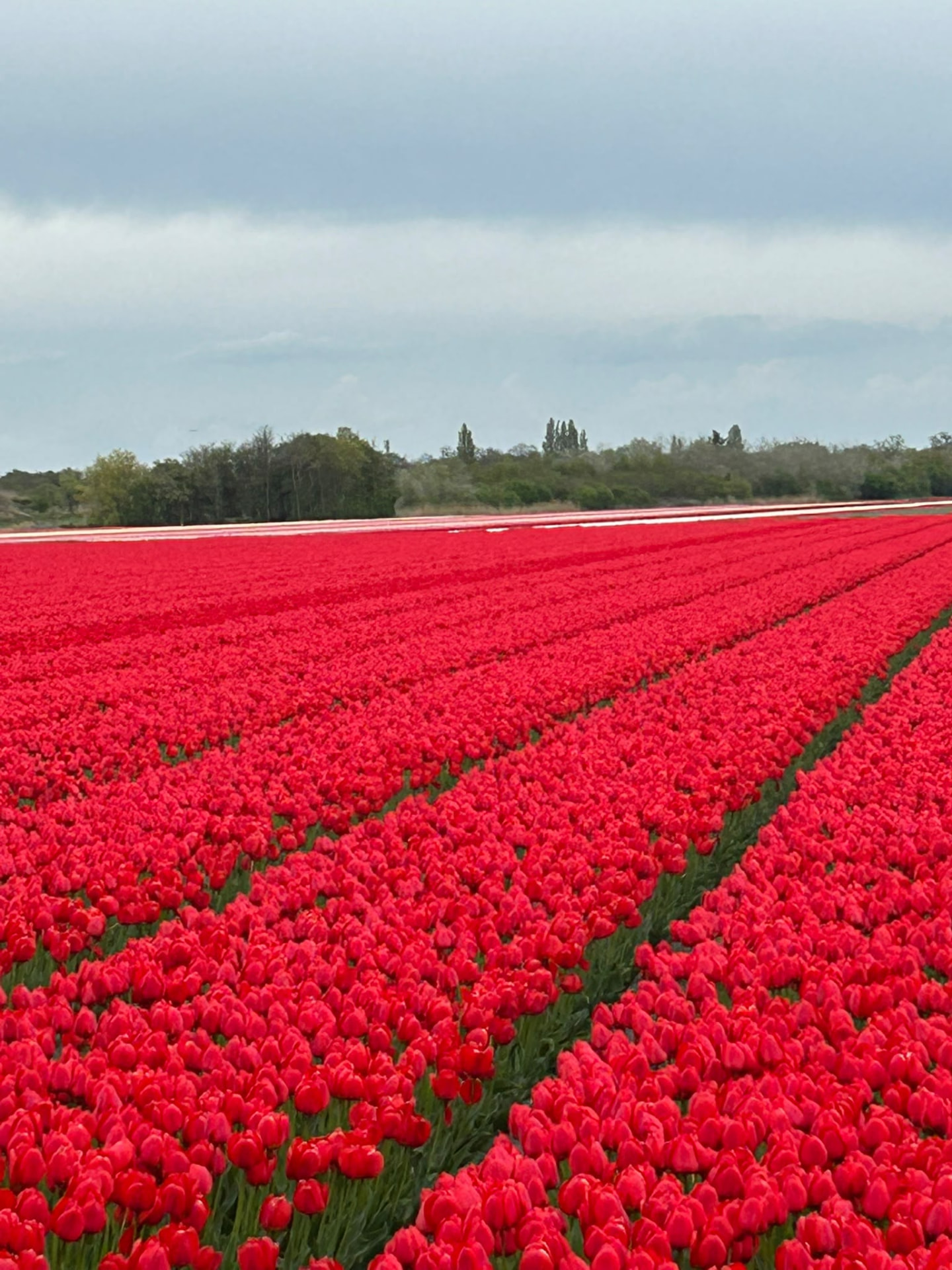 Rows of red tulips receding toward a line of trees in the Bollenstreek bulb fields