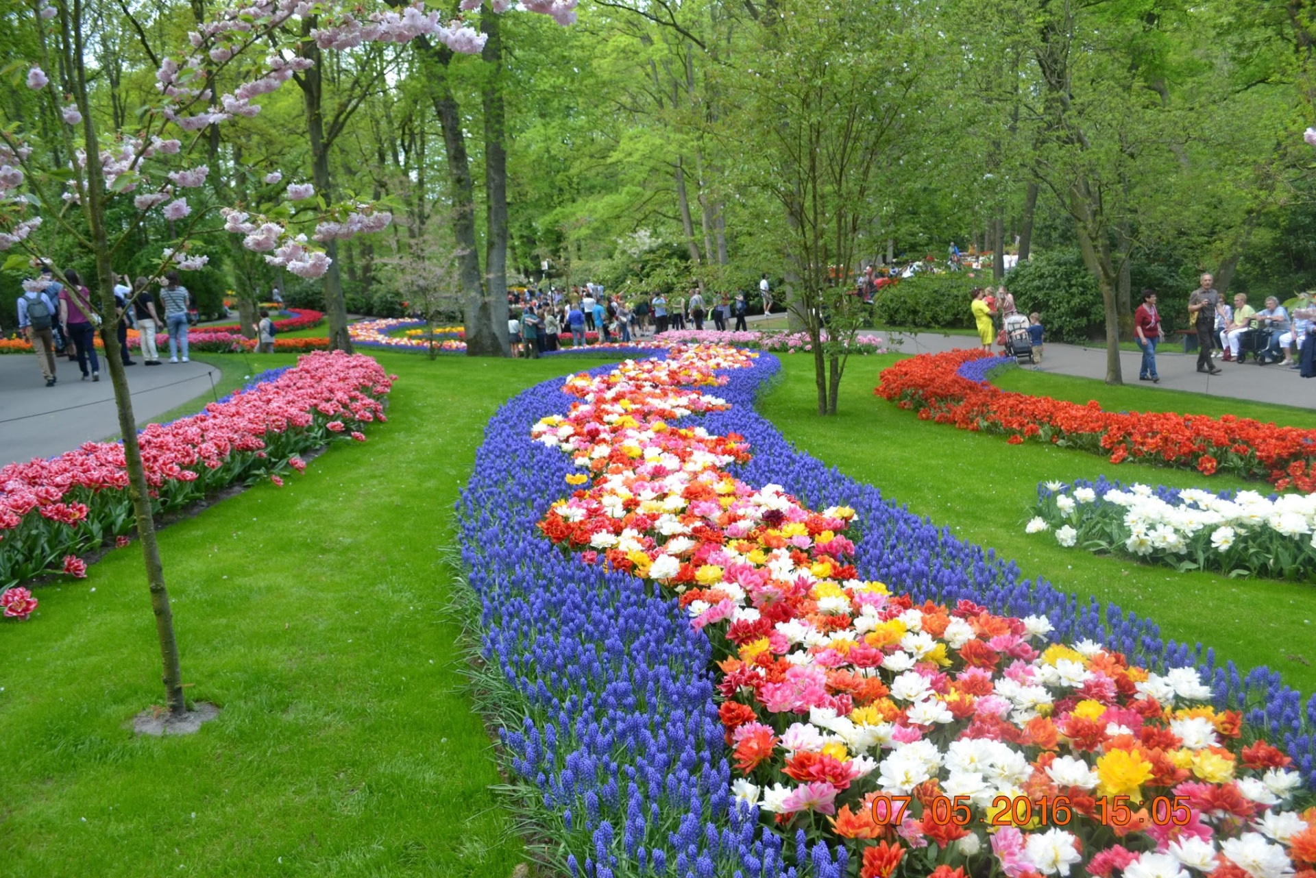 Winding flowerbeds of tulips and grape hyacinths at Keukenhof gardens in spring