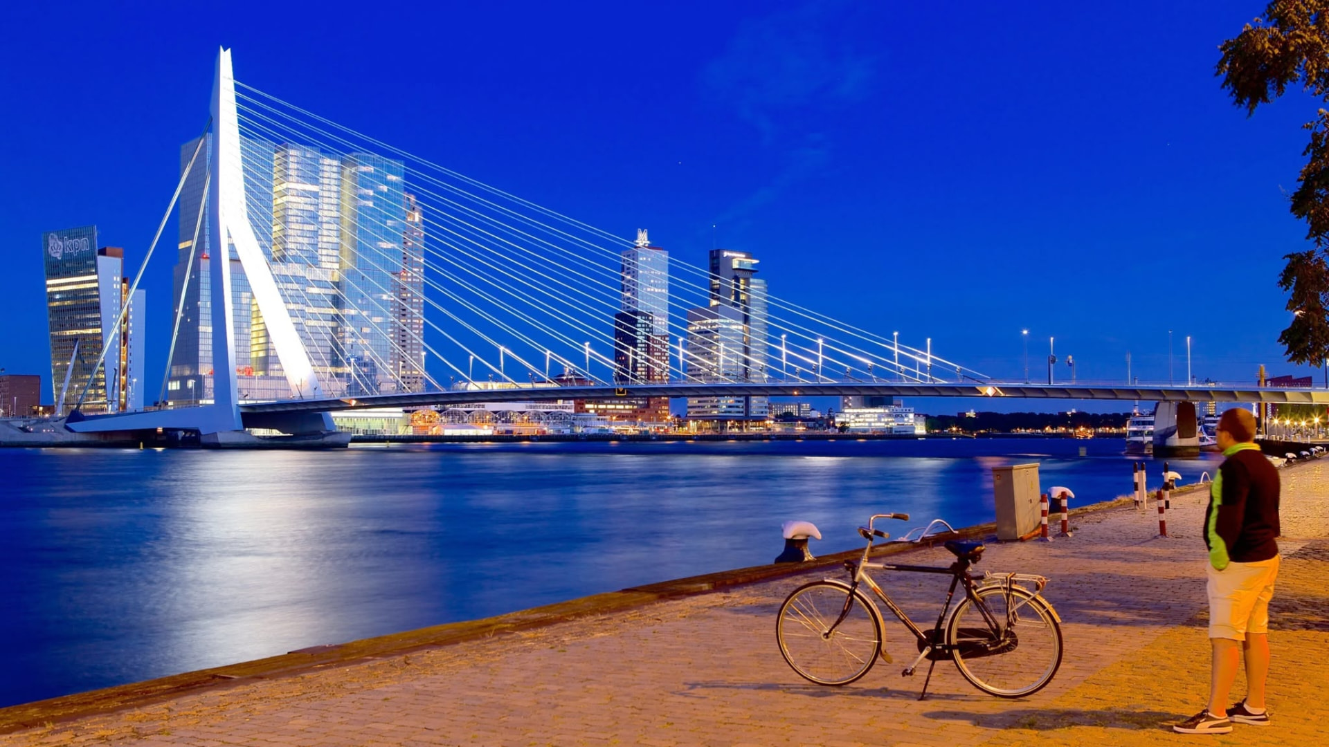 Rotterdam's illuminated Erasmus Bridge and skyline at blue hour