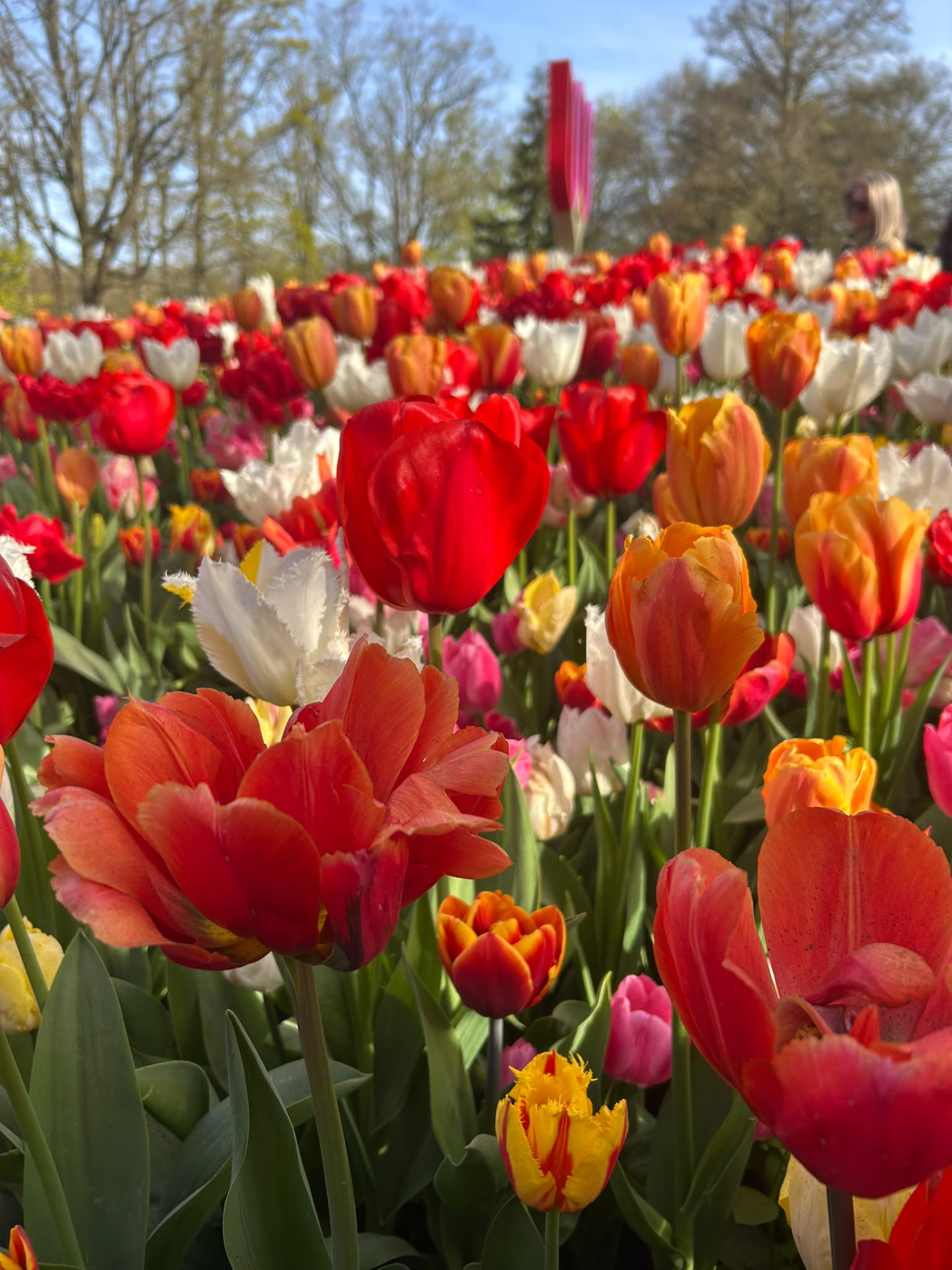 Low-angle close-up of red, orange and white tulips in a Keukenhof display